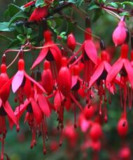 Chilean Hardy Fuchsia - Fuchsia magellanica 'Riccartonii'