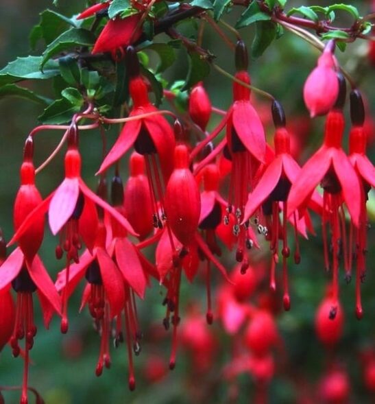 Fuchsia riccartonii flower Chilean Hardy Fuchsia - Fuchsia magellanica 'Riccartonii'