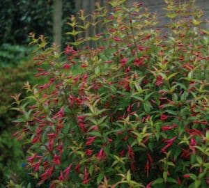 Fuchsia riccartonii habit Fragaria 'Albion' Fuchsia riccartonii Fragaria 'Albion'