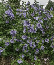 Hibiscus syriacus 'Double Purple' habit Hibiscus syriacus 'Double Purple' habit