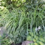 Miscanthus sinensis 'Silberfeder' grass for sale, shop Miscanthus Canada, buy Miscanthus Toronto