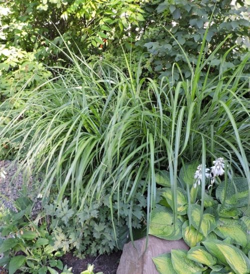 Miscanthus sinensis 'Silberfeder' grass for sale, shop Miscanthus Canada, buy Miscanthus Toronto
