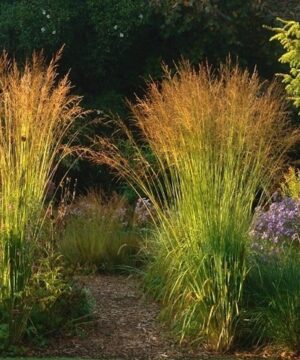 Molinia arundinacea 'Skyracer' - Tall Moor Grass