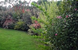 mixed flowering shrub hedge 2 1 300x191 - Ornamental Hedge Shrubs - Your best Combo Packages & 10 Plant Value Packs
