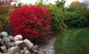 time to order plants for autumn planting