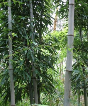 Phyllostachys nigra 'Henon' - Giant Grey Bamboo