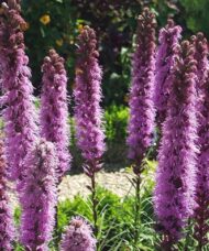 Liatris spicata Kobold stems of magenta flowers