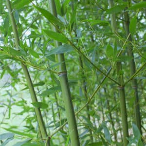 Phyllostachys bissetii hardy bamboo