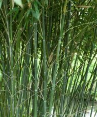 Phyllostachys bissetii plant
