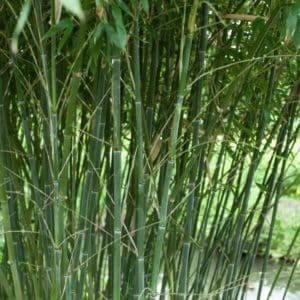 phyllostachys bissetii plant 300x300 - Order Plants Now