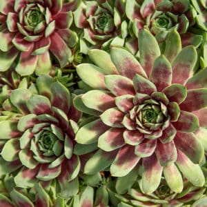 Tight red and green rosettes of sempervivum ruby heart.