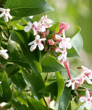 Fragrant Abelia Flowers | Hardy Abelia | Abelia mosanensis