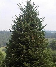 Fraser Fir (Christmas Tree) | Abies fraseri