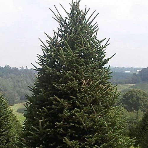Fraser Fir (Christmas Tree) | Abies fraseri