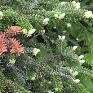 christmas tree plants - fraser fir plants