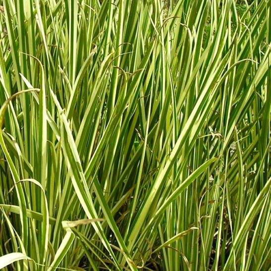 Variegated Sweet Flag | Acorus calamus 'Variegatus' | CANADA