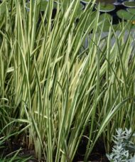 Acorus calamus 'Variegatus'
