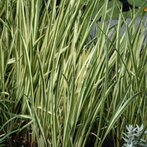 Acorus calamus Variegatus habit 300x300 - Order Plants Now