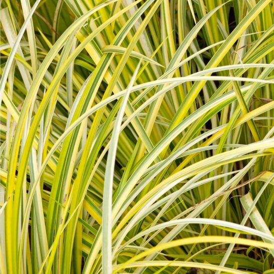 Acorus-gramineus-Oborozuki-leaves Grassy-leaved Sweet Flag | Acorus gramineus 'Oborozuki'