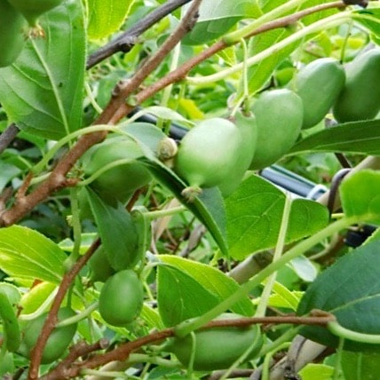 Issaï Self-Pollinating Kiwi | Actinidia arguta 'Issaï'
