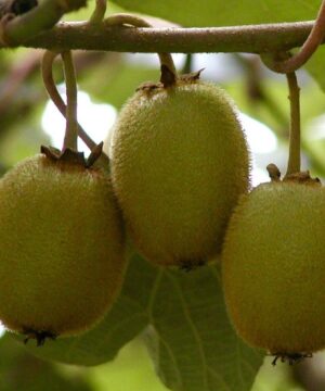 Actinidia kolomikta 'September Sun' (arctic kiwi) ripe fruits