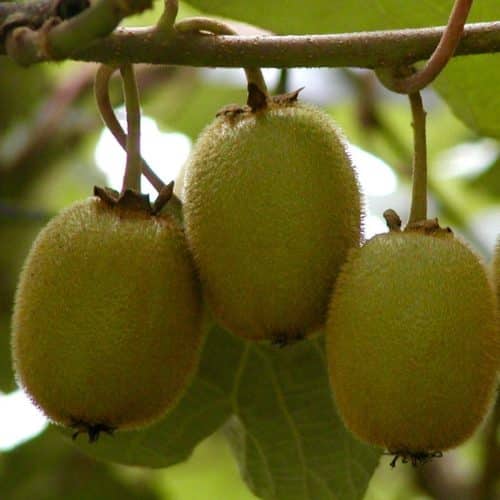 Actinidia kolomikta 'September Sun' (arctic kiwi) ripe fruits