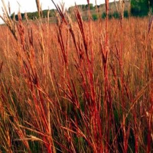 Andropogon gerardii red 300x300 - Order Plants Now