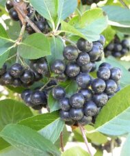 plump dark aronia viking berries