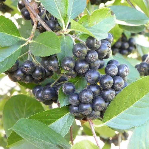 plump dark aronia viking berries