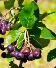 McKenzie Black Chokeberry | Aronia melanocarpa 'McKenzie'
