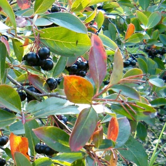 Aronia-melanocarpa-Viking Viking Black Chokeberry Fruit | Aronia melanocarpa 'Viking'