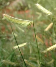 Giant Blue Grama Flowers | Bouteloua Gracilis 'Blonde Ambition'