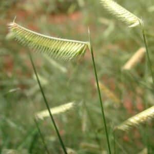 Bouteloua gracilis seeds 300x300 - Order Plants Now