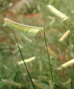 Giant Blue Grama Flowers | Bouteloua Gracilis 'Blonde Ambition'