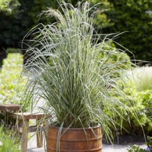oVERDAM FEATHER REED GRASS IN A PLANTER.