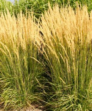 Feather Reed Grass flowers | Calamagrostis acutiflora 'Avalanche'