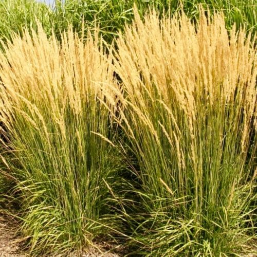 Feather Reed Grass flowers | Calamagrostis acutiflora 'Avalanche'