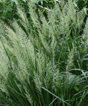 Korean Feather Reed Grass bloom | Calamagrostis brachytricha