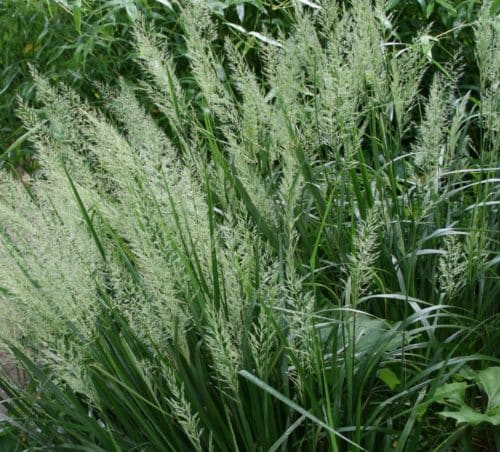 Korean Feather Reed Grass bloom | Calamagrostis brachytricha