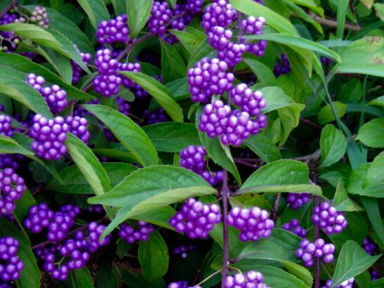 American Beautyberry | Callicarpa dichotoma 'Issaï'