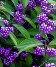 Callicarpa dichotoma 'Issaï'