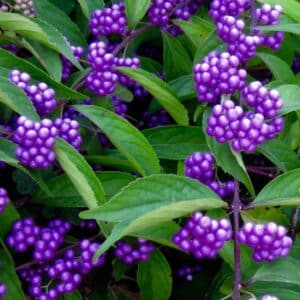 Callicarpa-dichotoma-Issa-berry