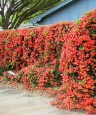 Trumpet creeper (campsis radicans) flowers cascading down a fence