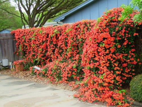 Trumpet creeper (campsis radicans) flowers cascading down a fence
