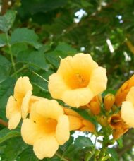 Yellow Trumpet vine | Campsis radicans 'Flava'