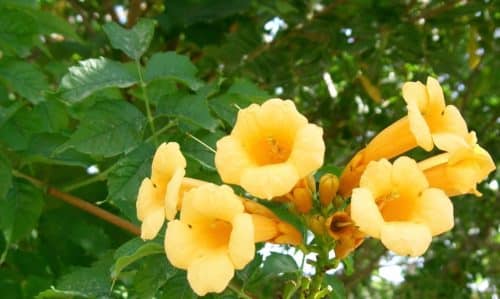Yellow Trumpet vine | Campsis radicans 'Flava'
