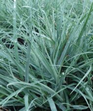Blue Sedge | Carex flacca 'Blue Zinger'