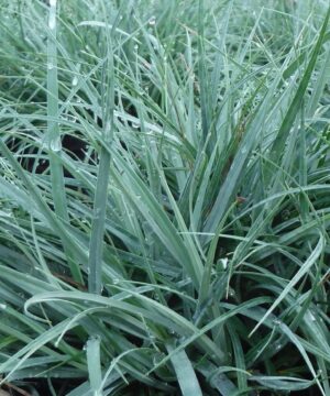 Blue Sedge | Carex flacca 'Blue Zinger'