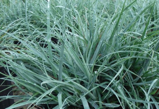 Blue Sedge | Carex flacca 'Blue Zinger'