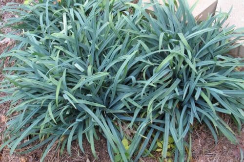 Bunny Blue Sedge | Carex laxiculmis 'hobb' BUNNY BLUE ®